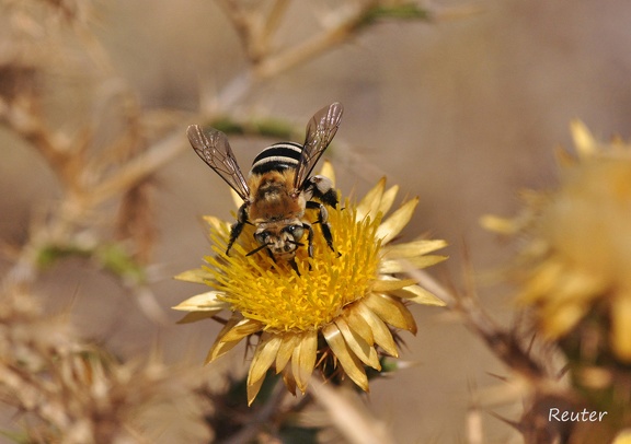 Biene (Apoidea sp.)